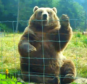 funny-gifs-what-a-friendly-bear.gif