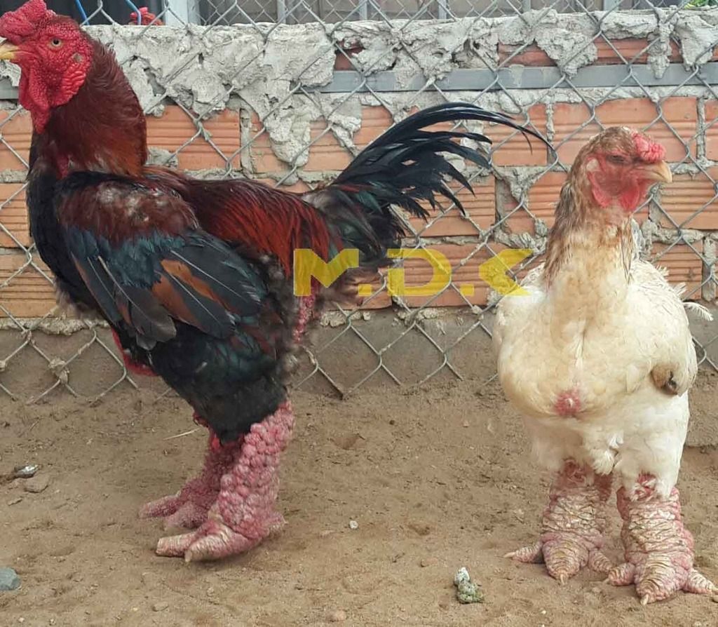 GÀ ĐÔNG TẢO Q.6 - THUẦN CHŨNG - CHÂN KHŨNG Nhất VN - 1