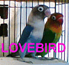 LOVEBIRD