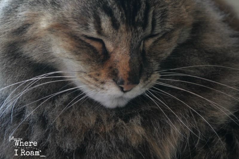 Maine_Coon_Cat