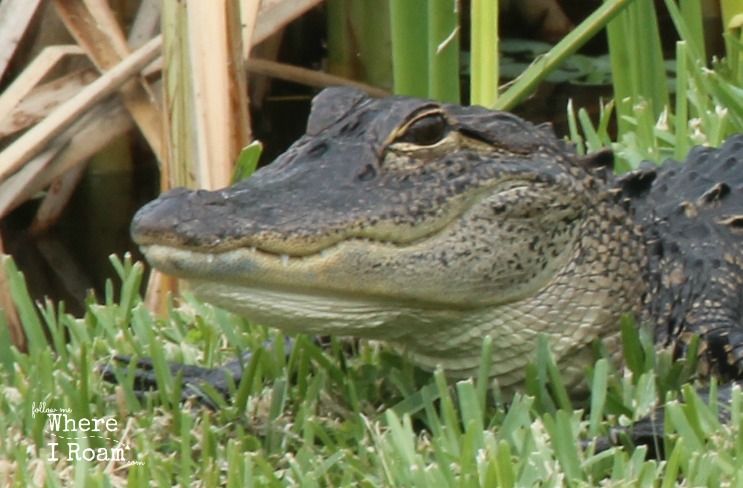 Where_I_Roam_Florida_Alligator
