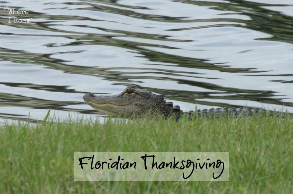 Where_I_Roam_Florida_Alligator