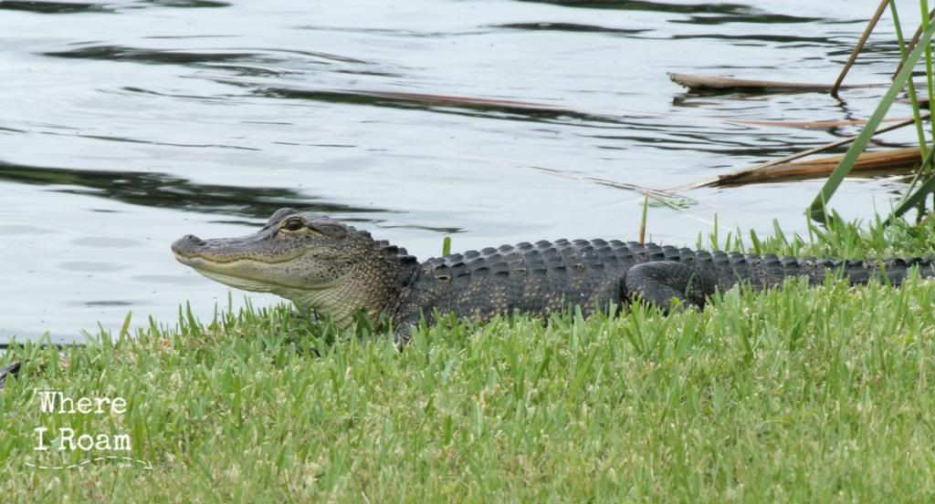 Where_I_Roam_Florida_Alligator