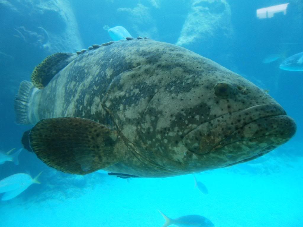 followmewhereiroam, Atlantis Resort, Bahamas, Goliath Grouper