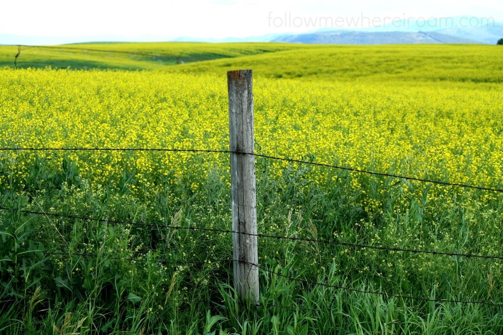 My Gypsy Soul, Kalispell Montana, canola fields