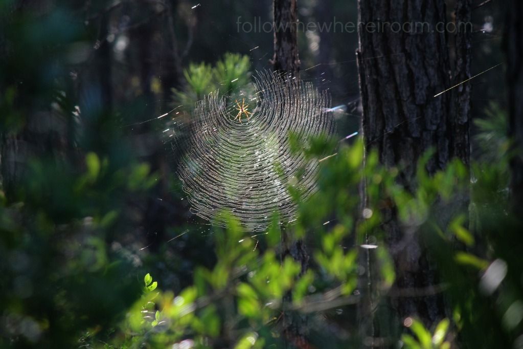 My Gypsy Soul,Golden Orb Weaver Spider