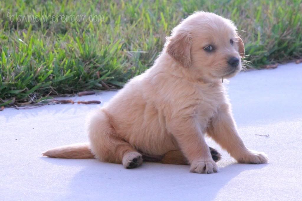 Gypsy Soul,Golden Retriever Puppy