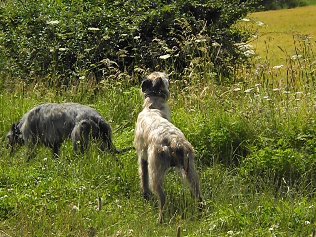 awalkwiththedogs017.jpg