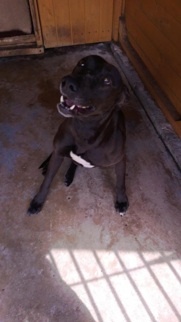 dogsandgun018_zps5760c3c2.jpg
