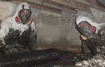 professional mold remediation