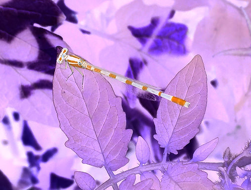 It's gold and white. photo goldwhite_zps5f3b4w9x.png