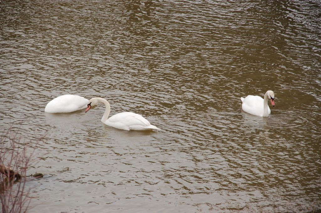 DSC_0058_zpsshiblepo.jpg