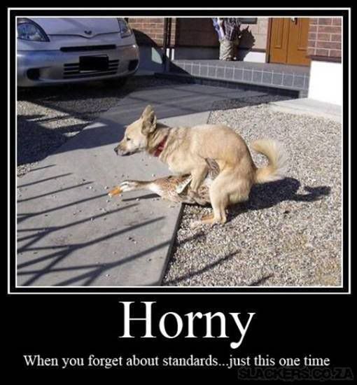 horny photo: Horny Horny.jpg