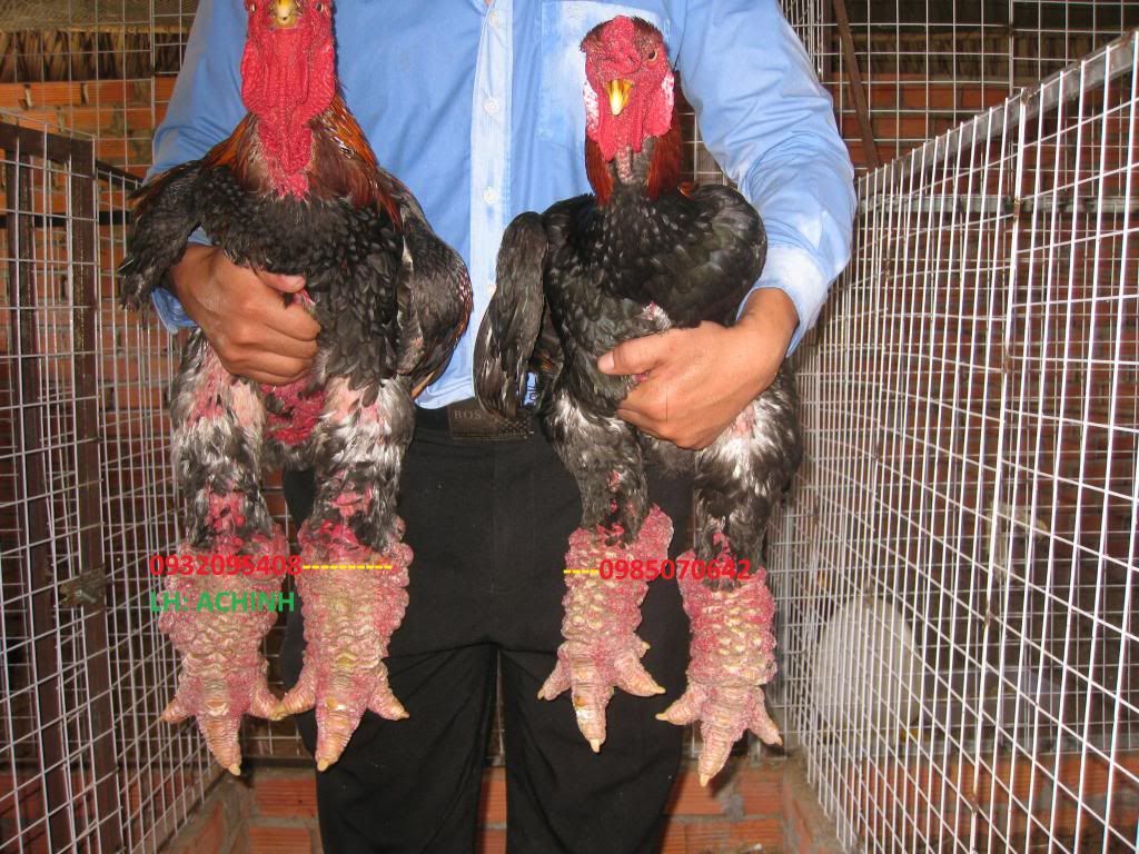 gà đông tảo 5 lời hứa - 10