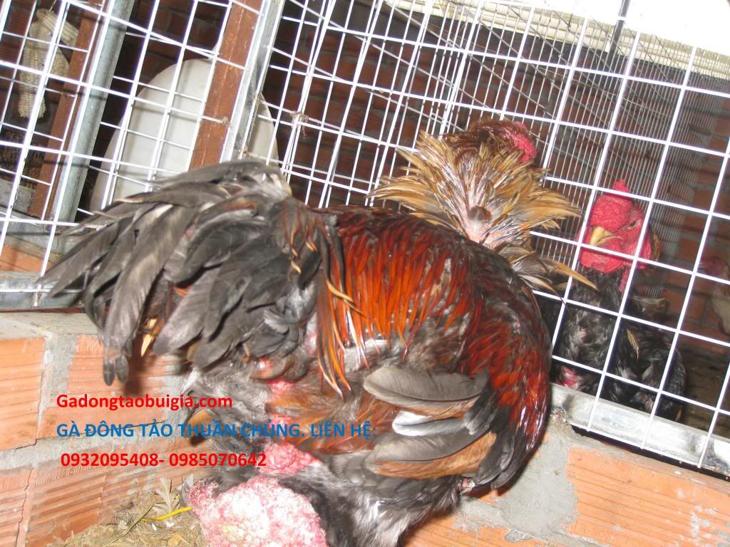 gà đông tảo 5 lời hứa - 9