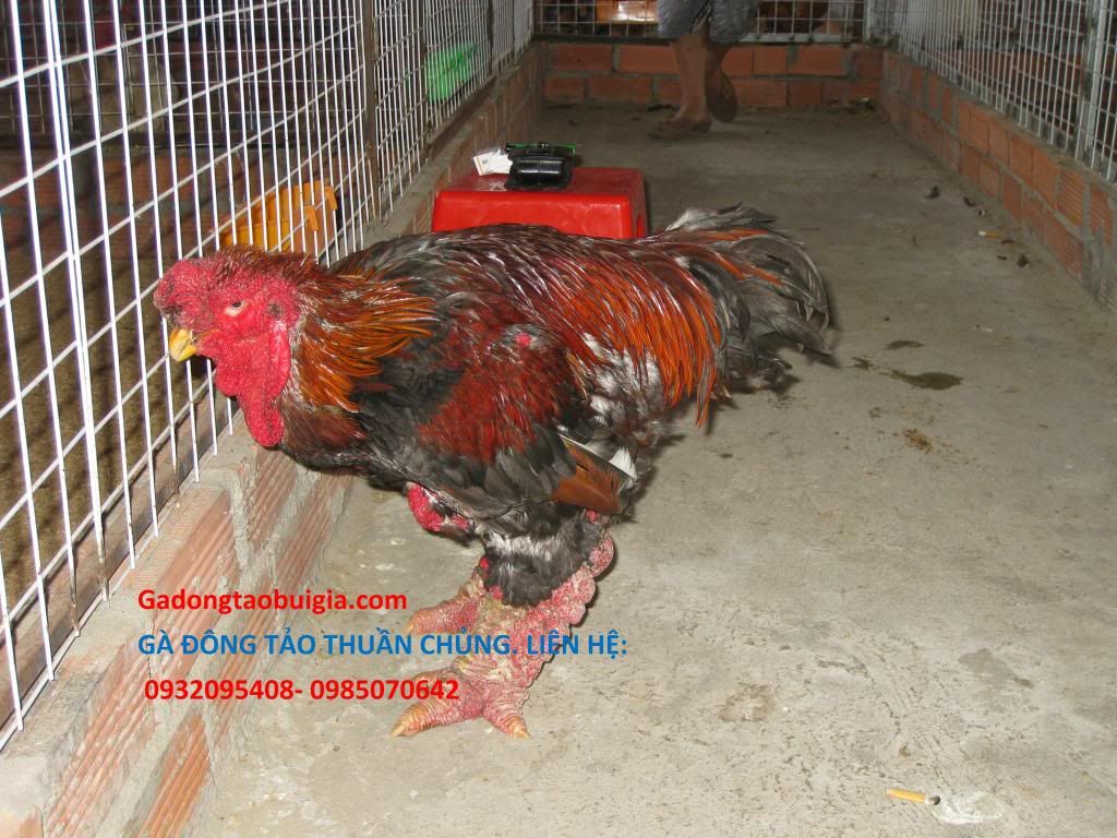 gà đông tảo 5 lời hứa - 8