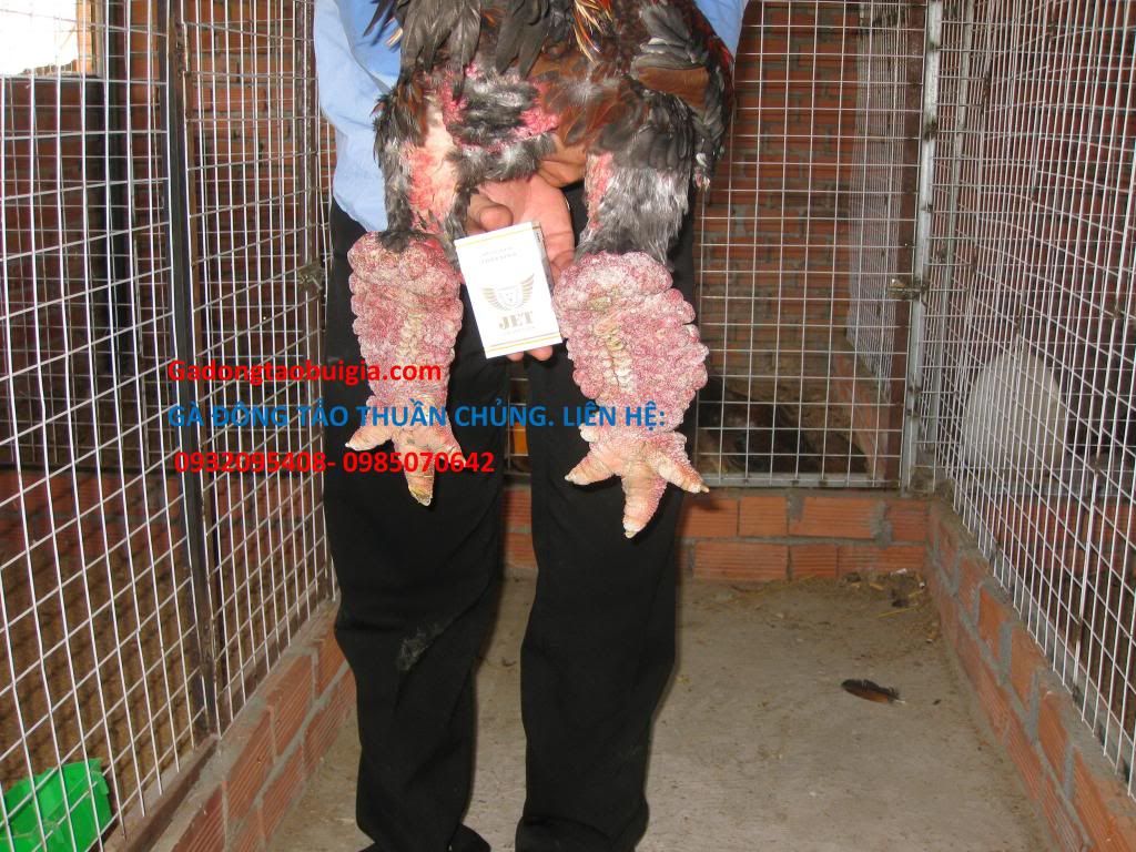 gà đông tảo 5 lời hứa - 7