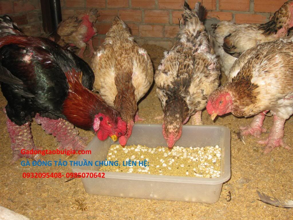 gà đông tảo 5 lời hứa - 6