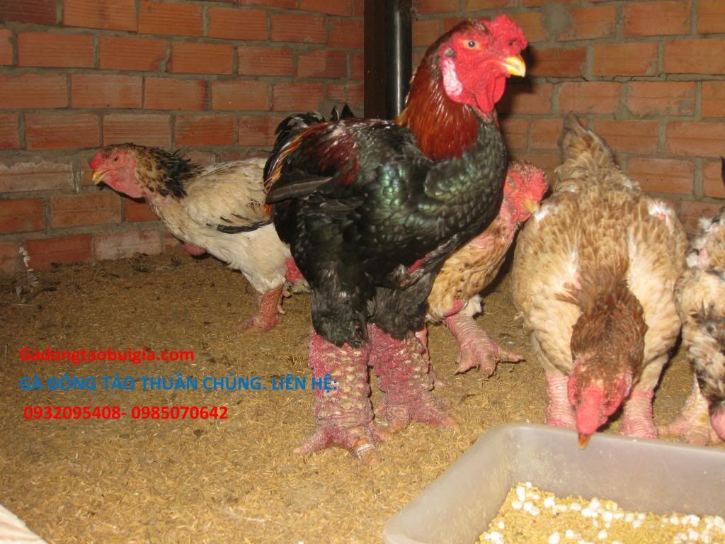 gà đông tảo 5 lời hứa - 5