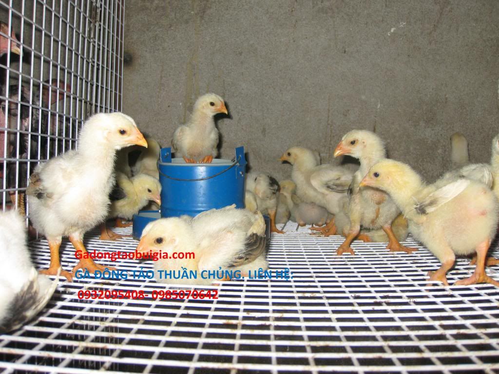 gà đông tảo 5 lời hứa - 2