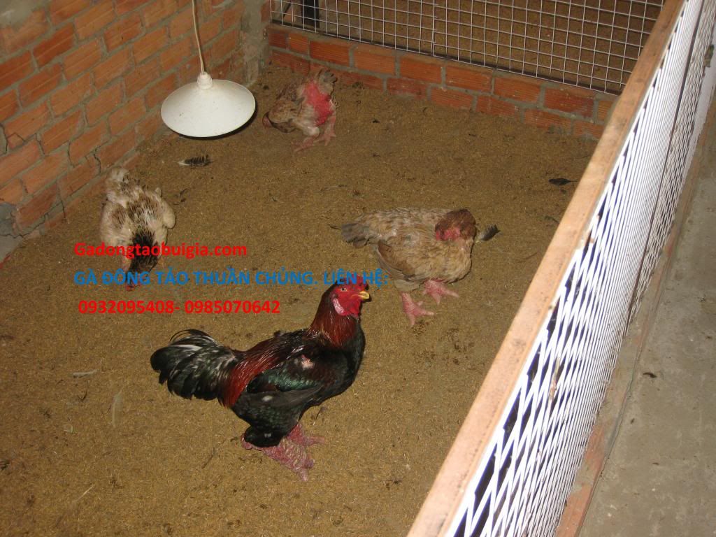 gà đông tảo 5 lời hứa - 4