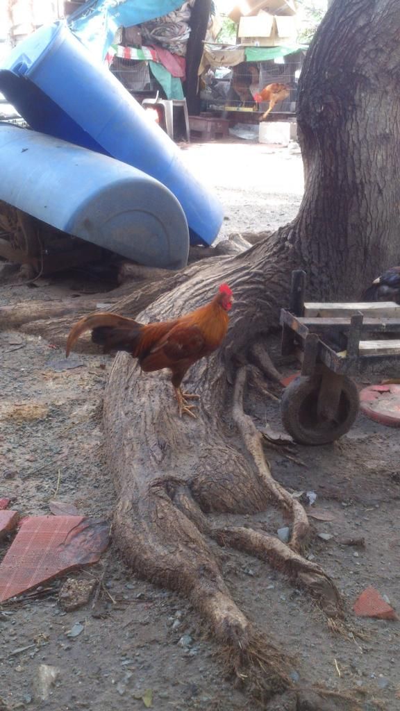 [Thủ Đức]Gà Tre