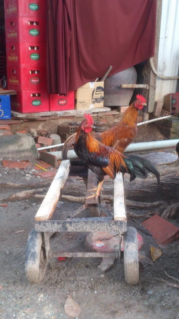 [Thủ Đức]Gà Tre - 1