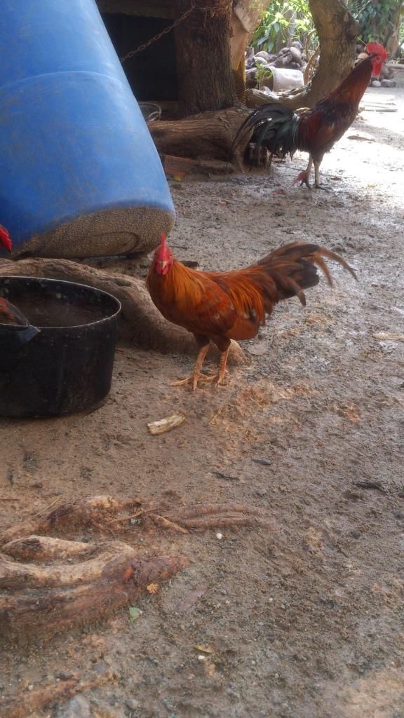 [Thủ Đức]Gà Tre - 2