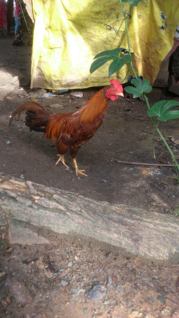 [Thủ Đức]Gà Tre - 5