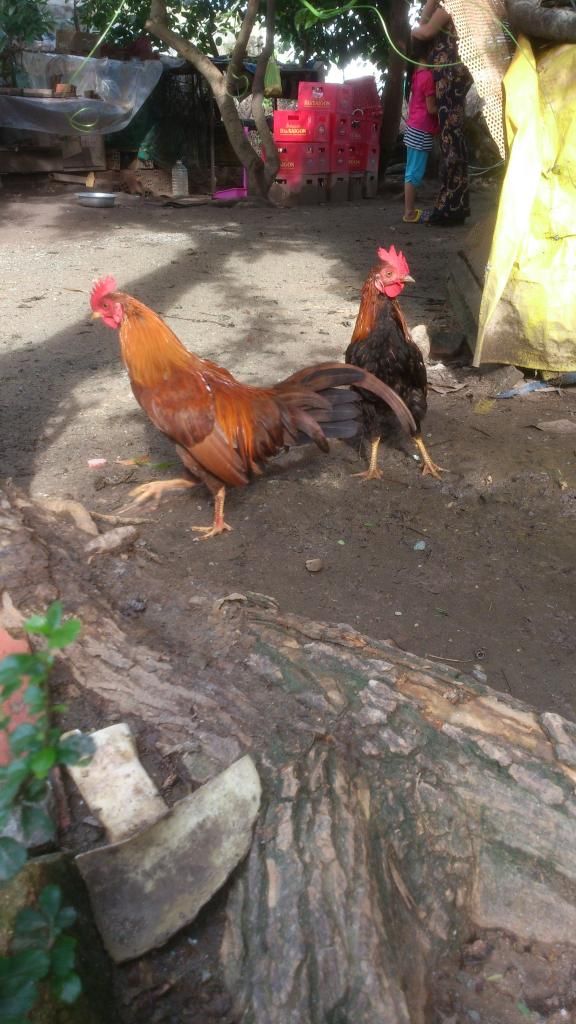 [Thủ Đức]Gà Tre - 4