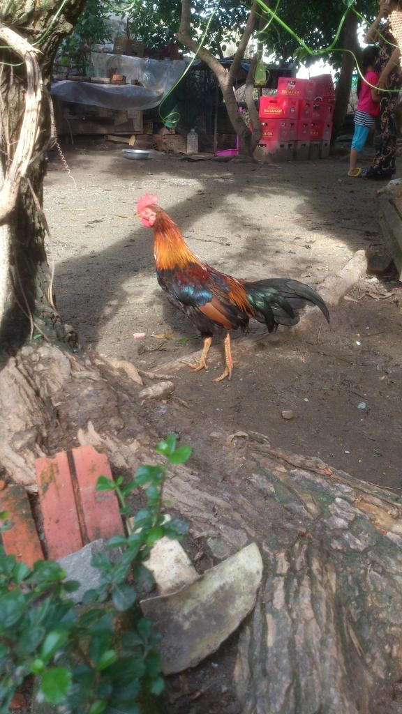 [Thủ Đức]Gà Tre - 3