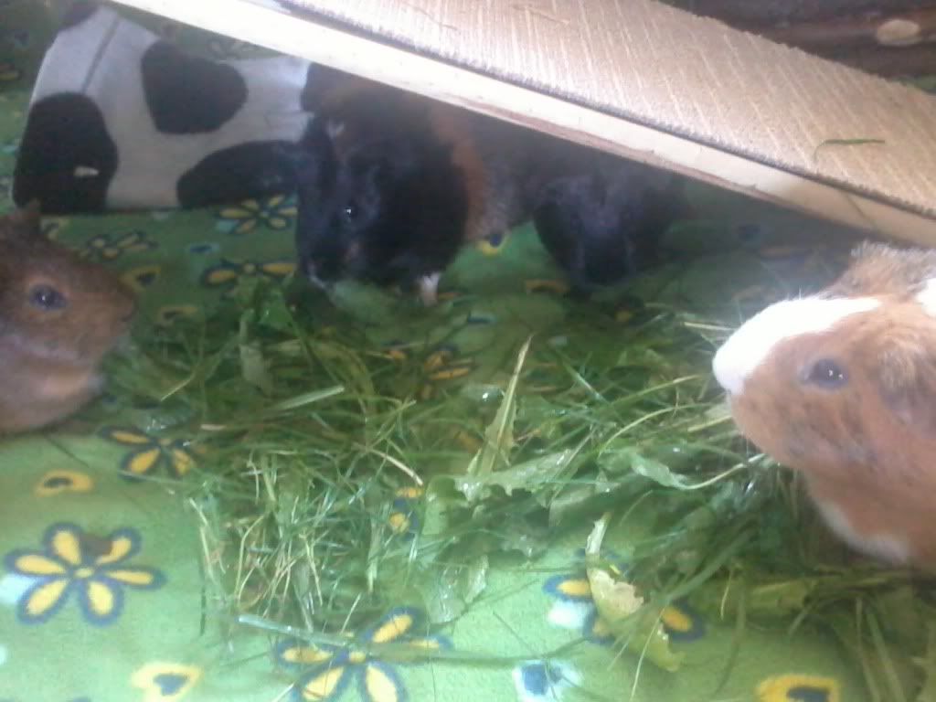 2012-07-24153410.jpg