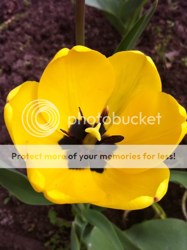 Photobucket Pictures, Images and Photos