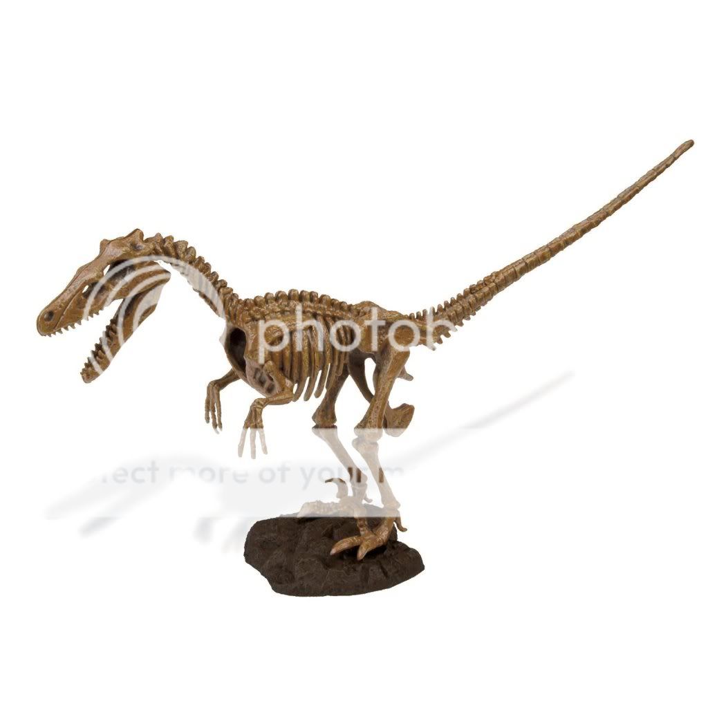 Enterprises Dino Velociraptor Kit Tricera Skeleton Dinosaur